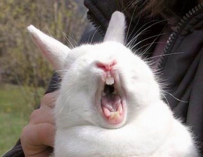 funny bunny pictures. WHAT A FUNNY BUNNY
